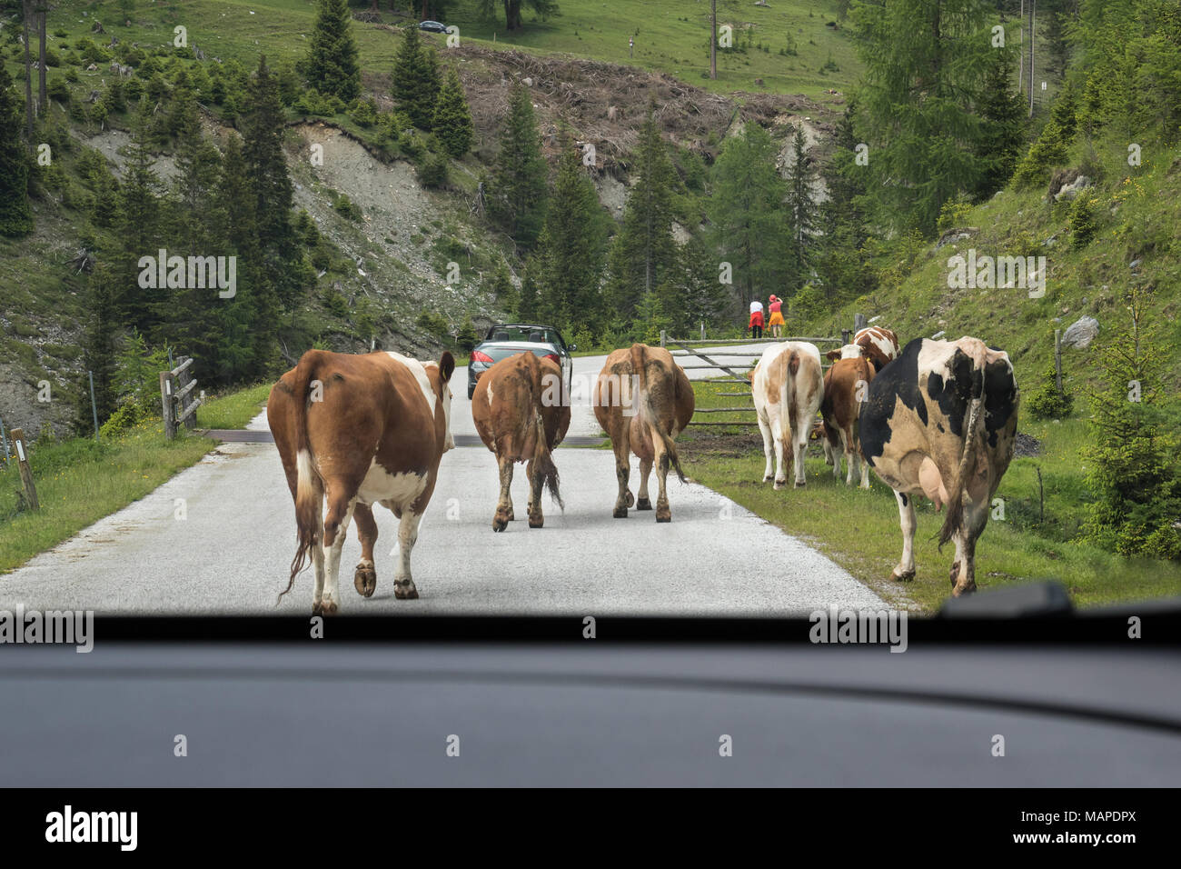 Group of cows in the middle of a country road, view from front car window Stock Photo