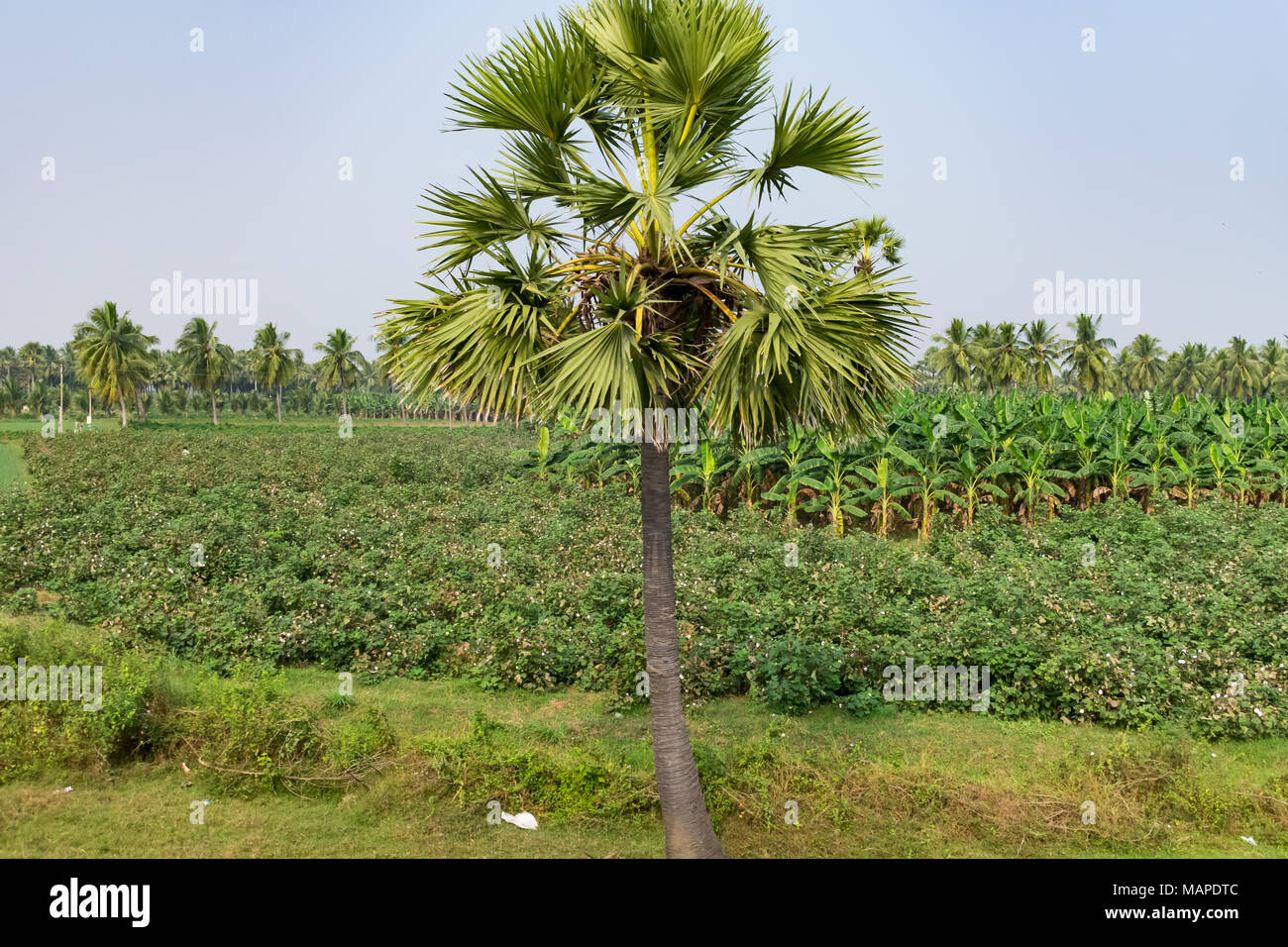 Banana harvesting hires stock photography and images Alamy