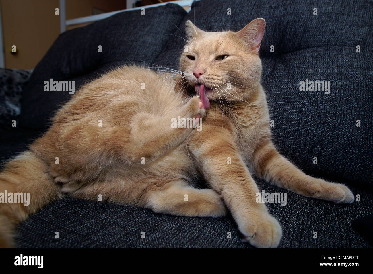 Montreal,Canada,3,April,2018.Tabby cat grooming himself on a sofa.CreditMario Beauregard/Alamy