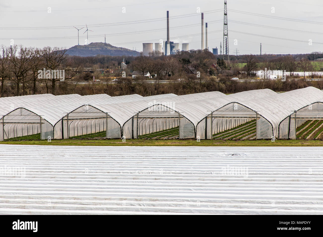 Agriculture, Greenhouses, mobile, made of plastic, plastic tunnel, for fast growing of crops, vegetables, fruits, asparagus fields, strawberries,  in  Stock Photo