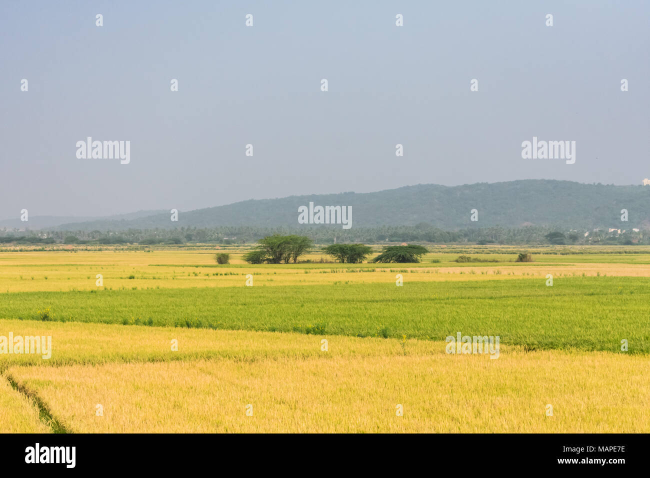 yellow color paddy farming is ready for harvesting looking awesome ...