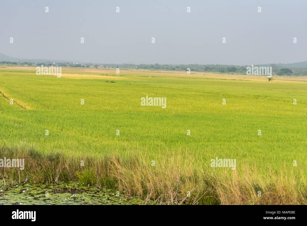 yellow color paddy farming is ready for harvesting looking awesome ...