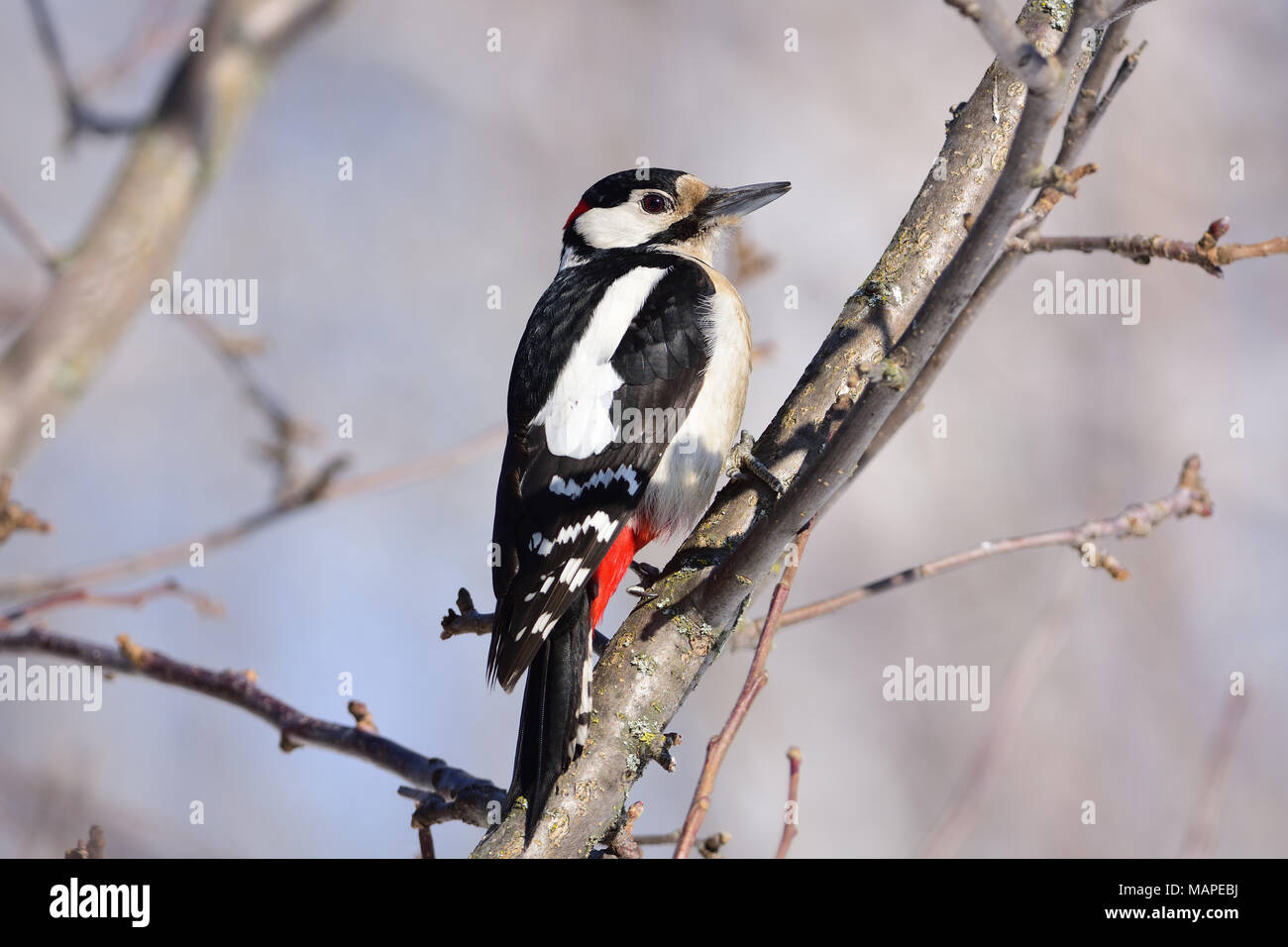 Great spotted woodpecker (Dendrocopos major) sits in the branches of a wild apple tree: very close, can see every feather, glare in the eye. Stock Photo