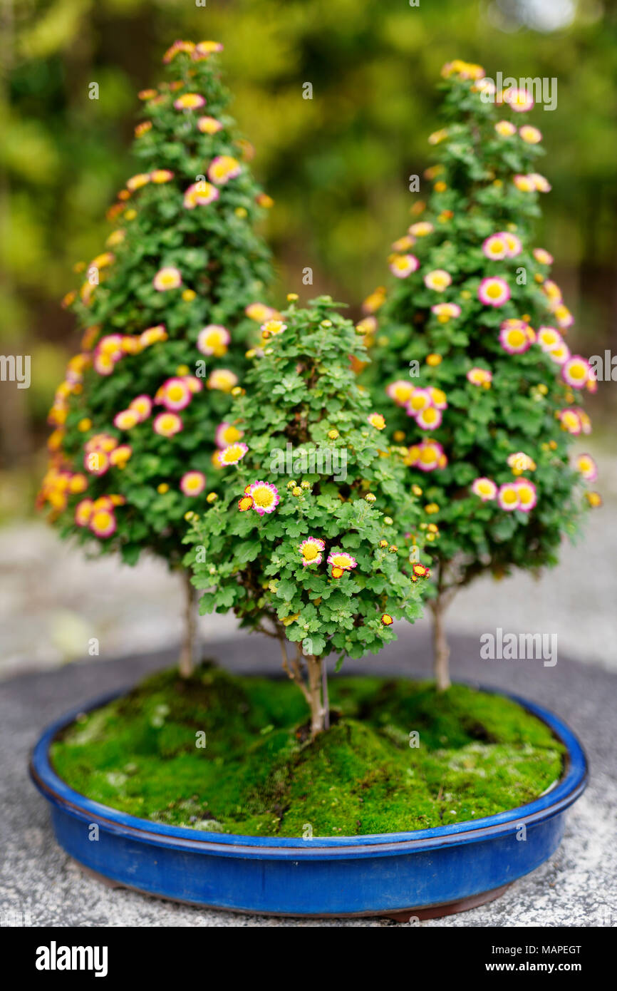 Cute flowering Bonsai trees with colorful blossoms in a Japanese garden in Uji, Japan Stock Photo
