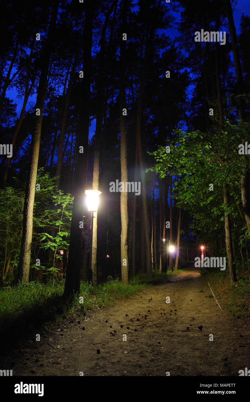 Evening forest, road in the forest lit by flashlights Stock Photo