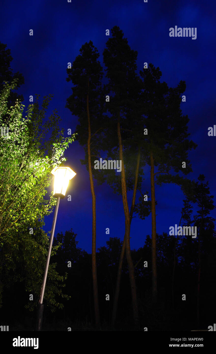 Evening forest, pine trees illuminated by a lantern in the night forest Stock Photo