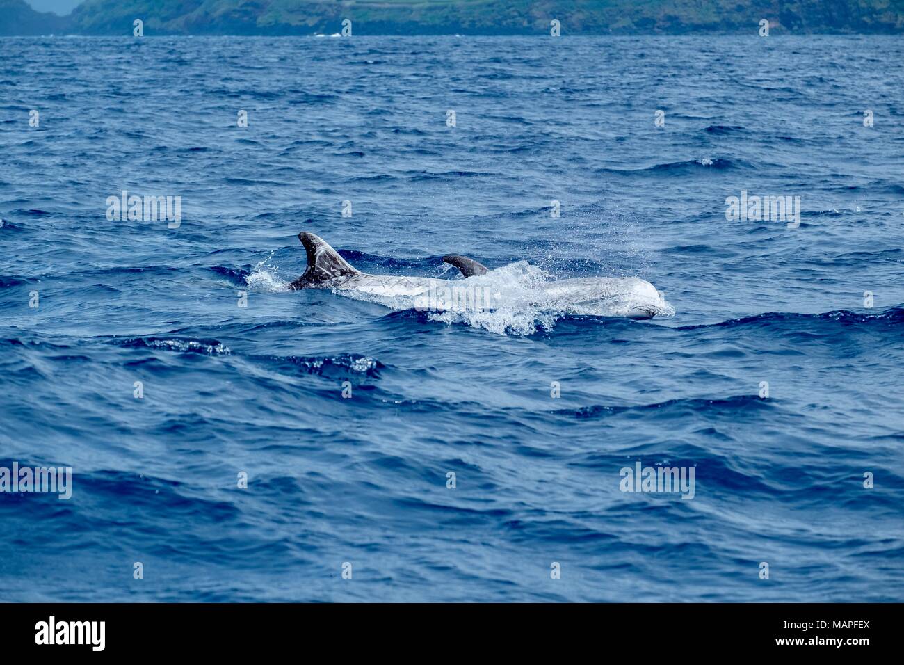 Risso's dolphins scarred almost white from fighting Stock Photo