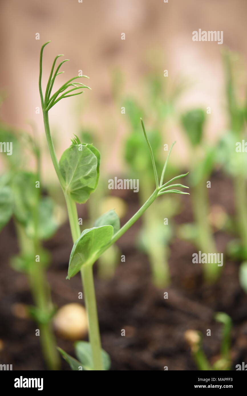 Closeup of a young pea shoot growing in fresh soil with a blurred background of scattered seeds and other peas. The shoot takes an almost human form. Stock Photo