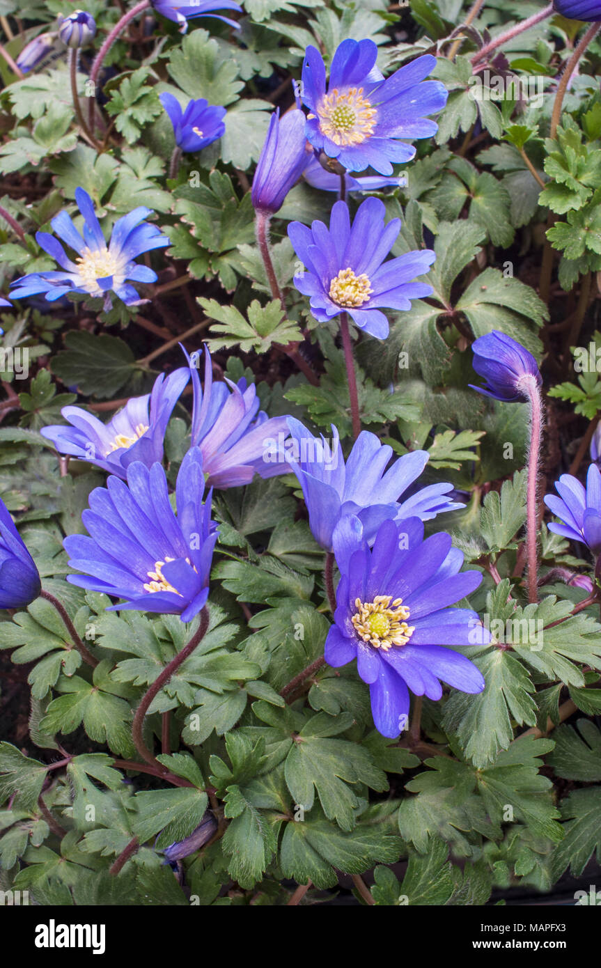 Anemone blanda 'Blue' in flower early Spring. Clump forming spreading perennial. Ideal for naturalizing in Woodland, Rock gardens. Stock Photo