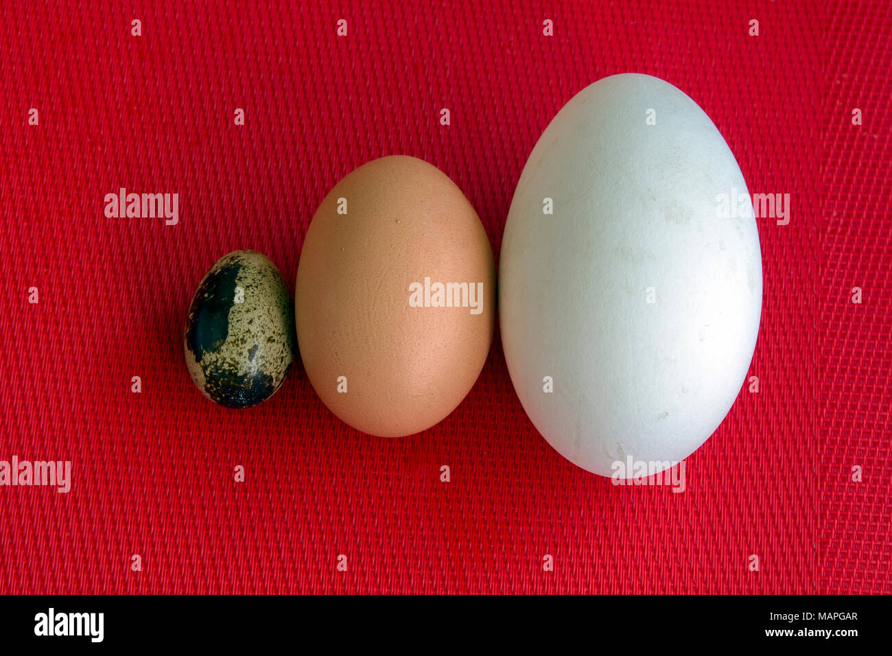 Different eggs sizes hires stock photography and images Alamy