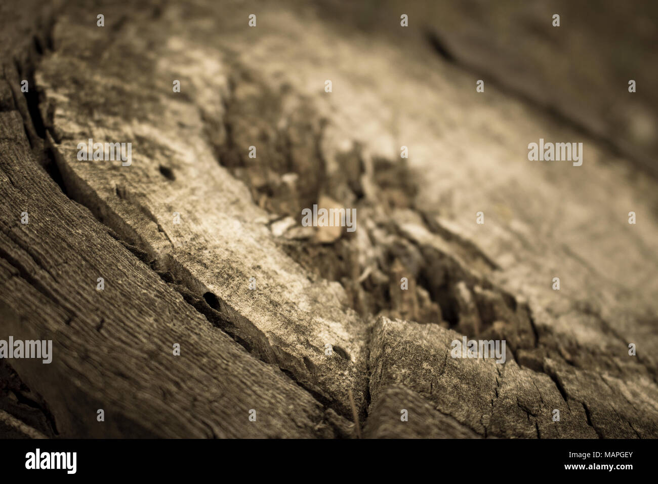 Tree background. Felling tree in the forest. Macro Stock Photo - Alamy