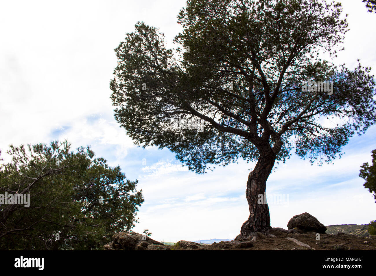 Tree. A tree on a precipice in the forest. Stock Photo