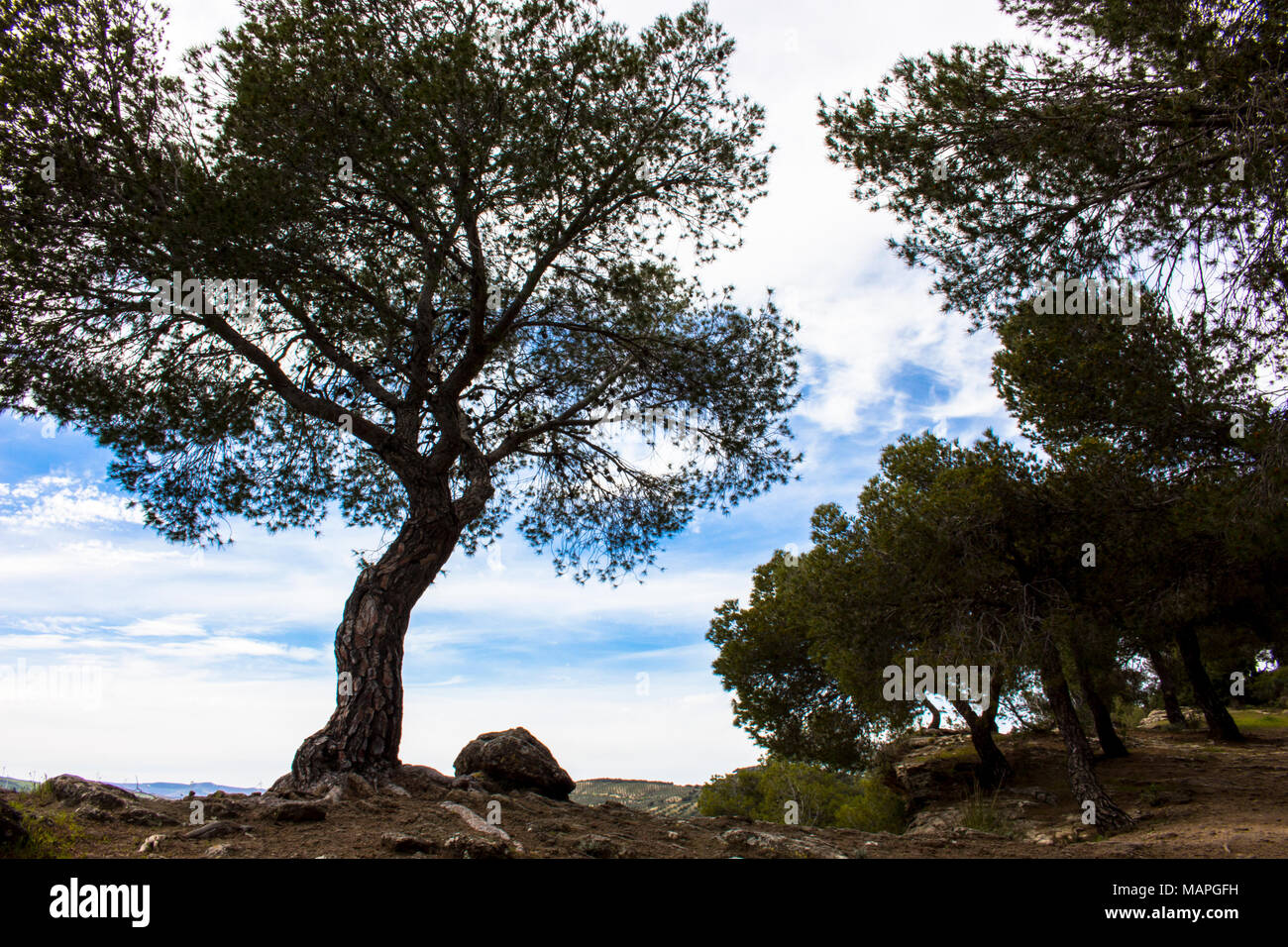 Tree. A tree on a precipice in the forest. Stock Photo