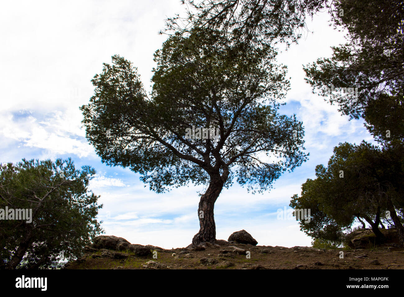 Tree. A tree on a precipice in the forest. Stock Photo