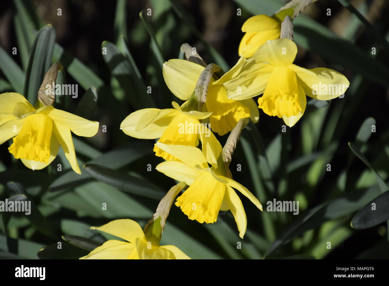 Flowers daffodil yellow. Spring flowering bulb plants in the flowerbed. Stock Photo
