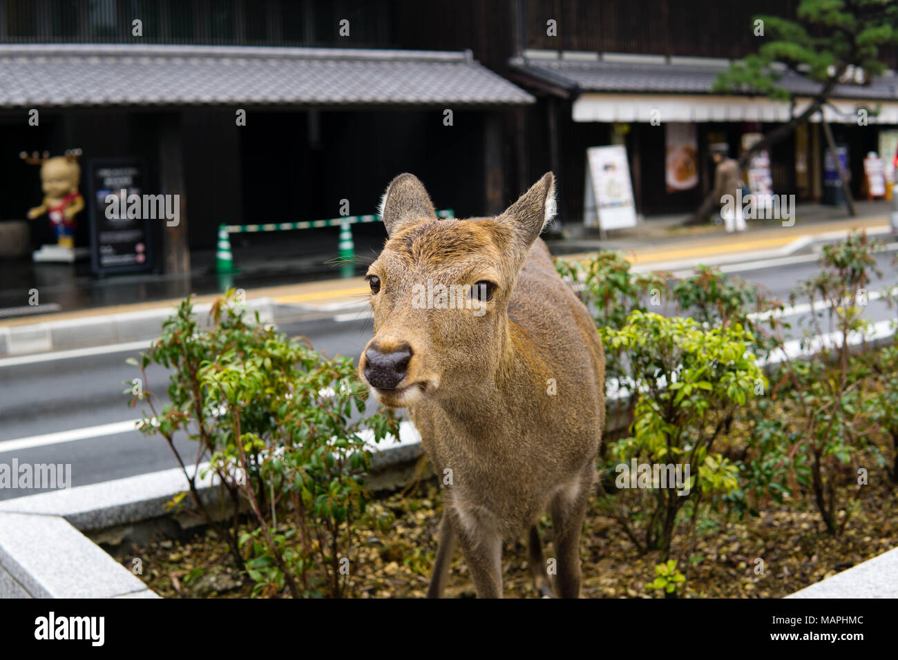 Deer at Nara Park Stock Photo