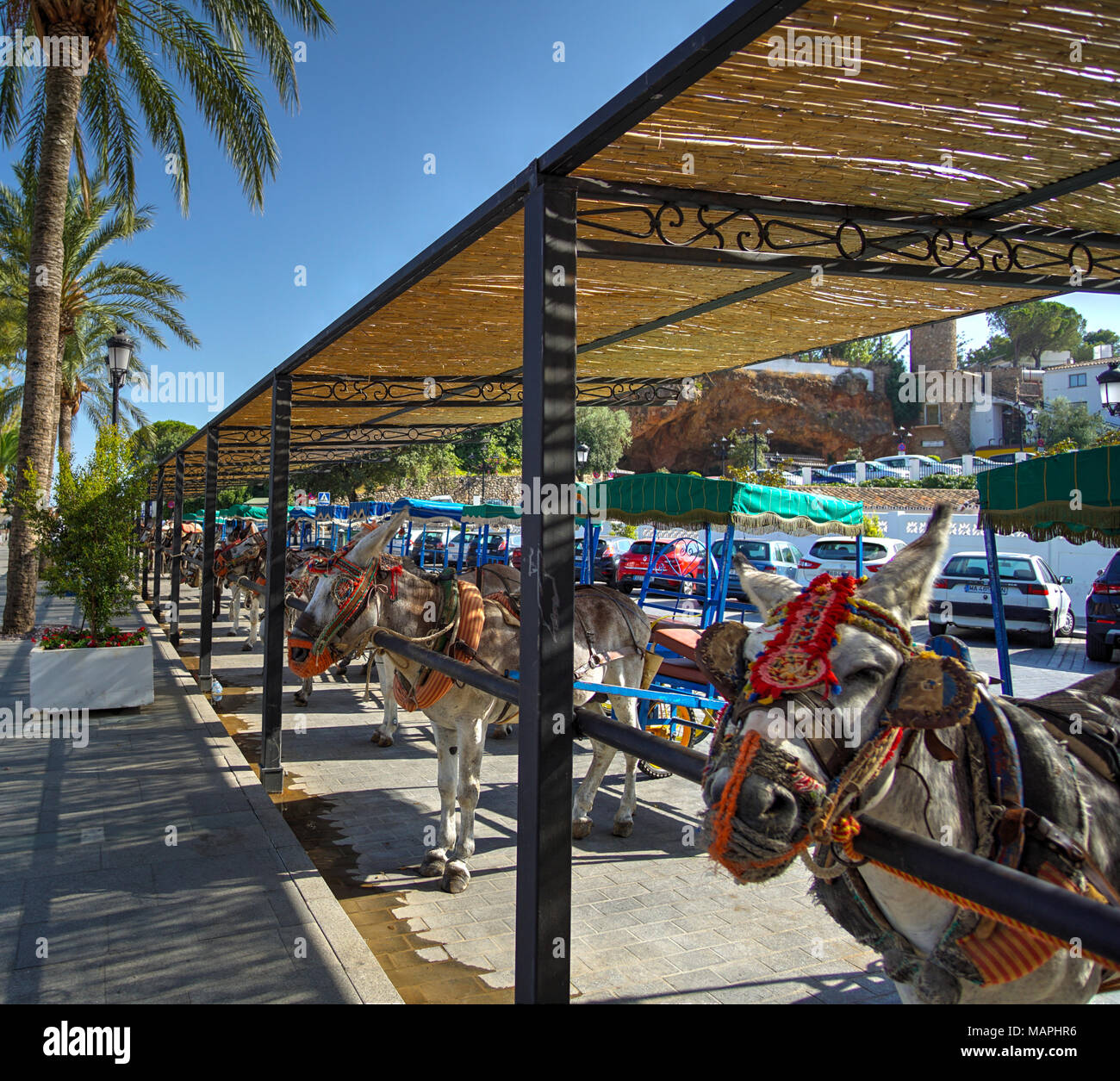 Spain Donkey Carriage Ride Stock Photo Alamy
