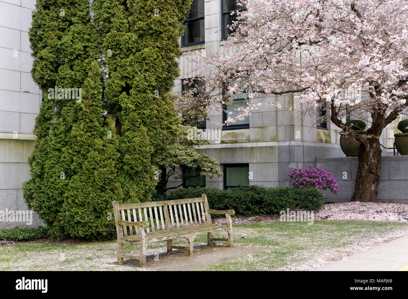 Empty wooden bench and ornamental Japanese cherry tree in blossom outside the art deco style