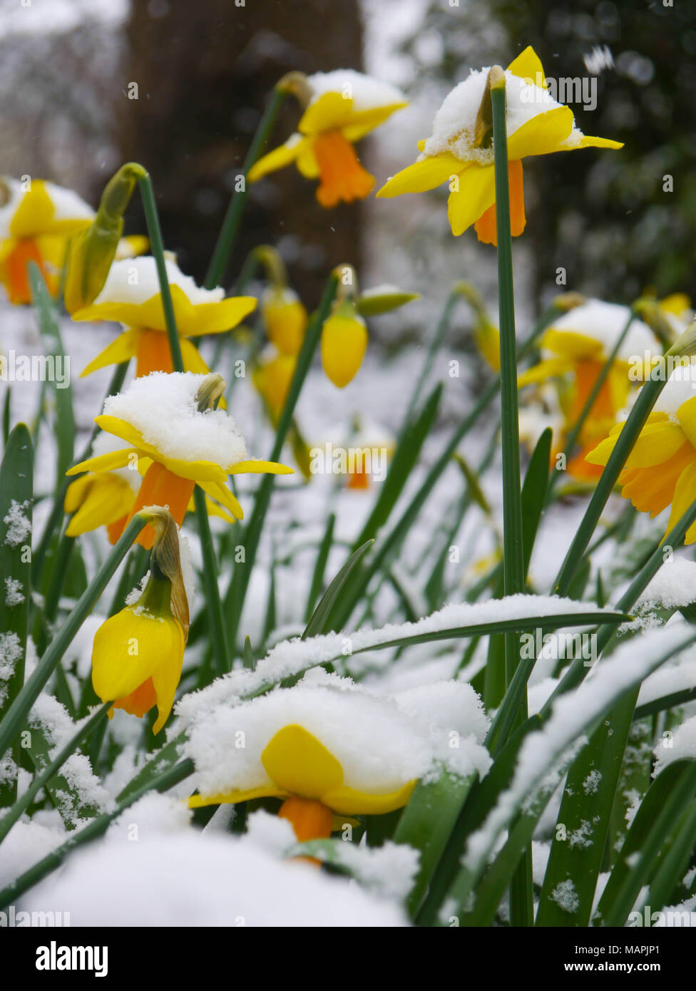 Daffodils in the snow Stock Photo Alamy
