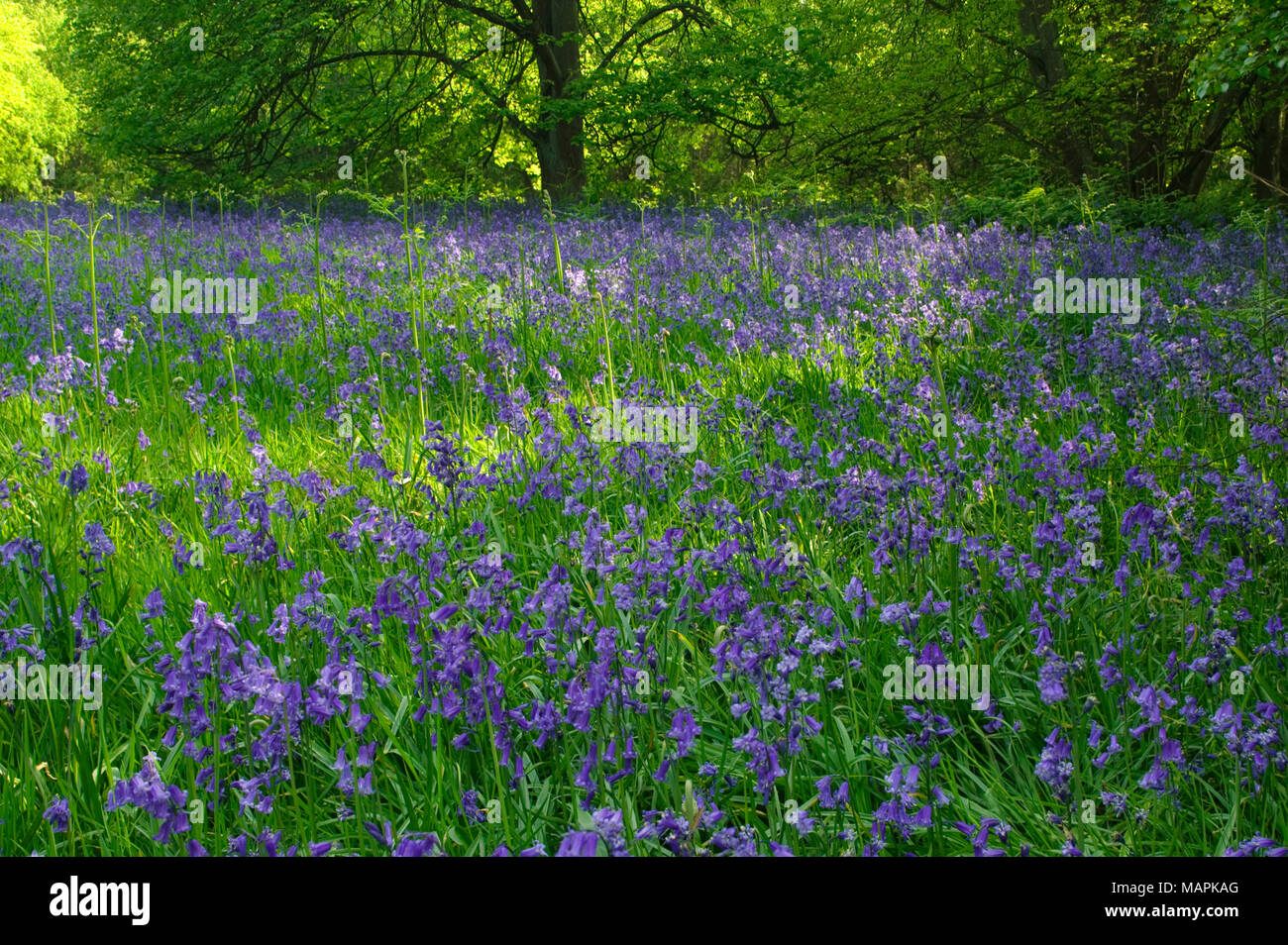 Bluebell woods Herefordshire England Stock Photo