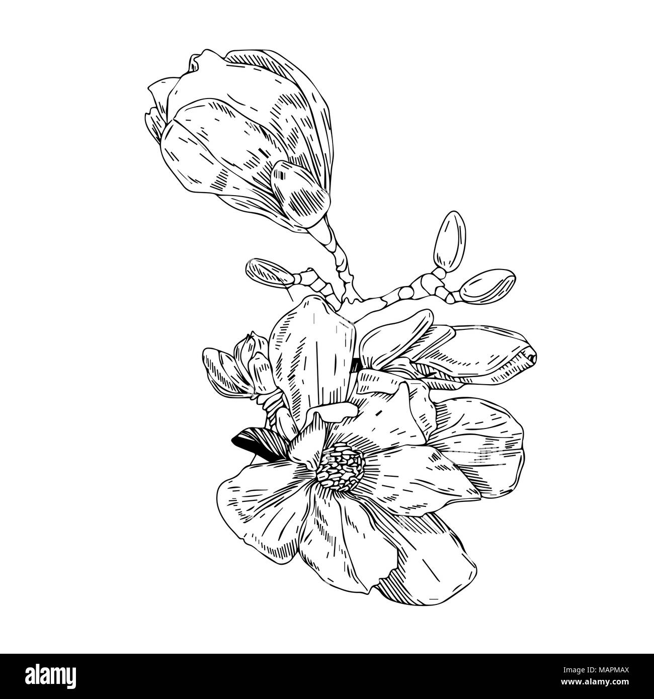 flowers in vintage style. Spring blossom branches. Linear engraved art