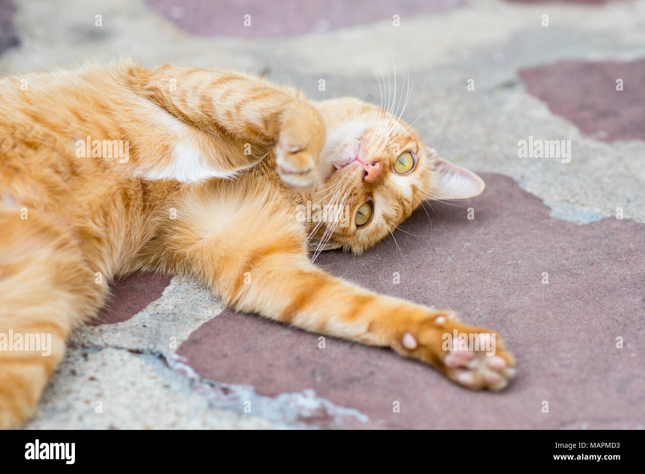 Playful red cat rolls on the shabby concrete floor outdoors Stock Photo