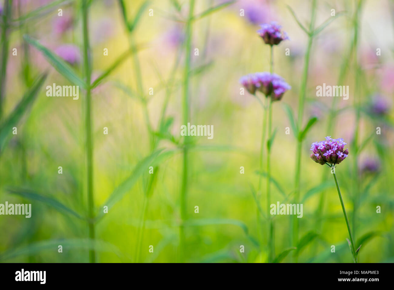 Summer flower background in watercolor style. Leaves & stalks with purple spots of verbena flowers all blurred in bokeh. Only twig on right is sharp Stock Photo