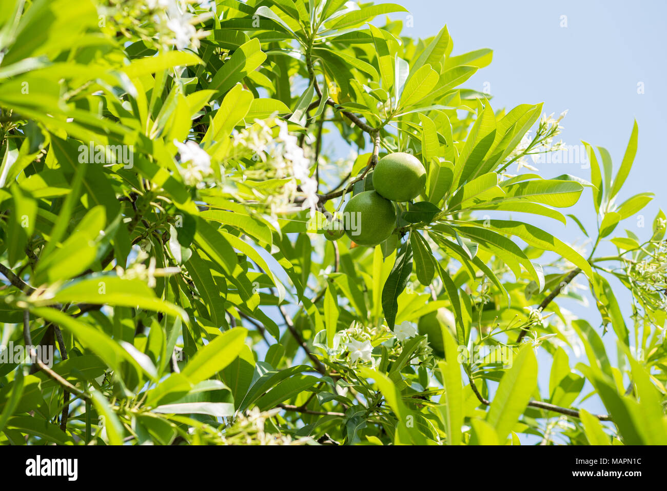 avocado plant in pot Hass Avocado Tree | Grow Your Own Avocados