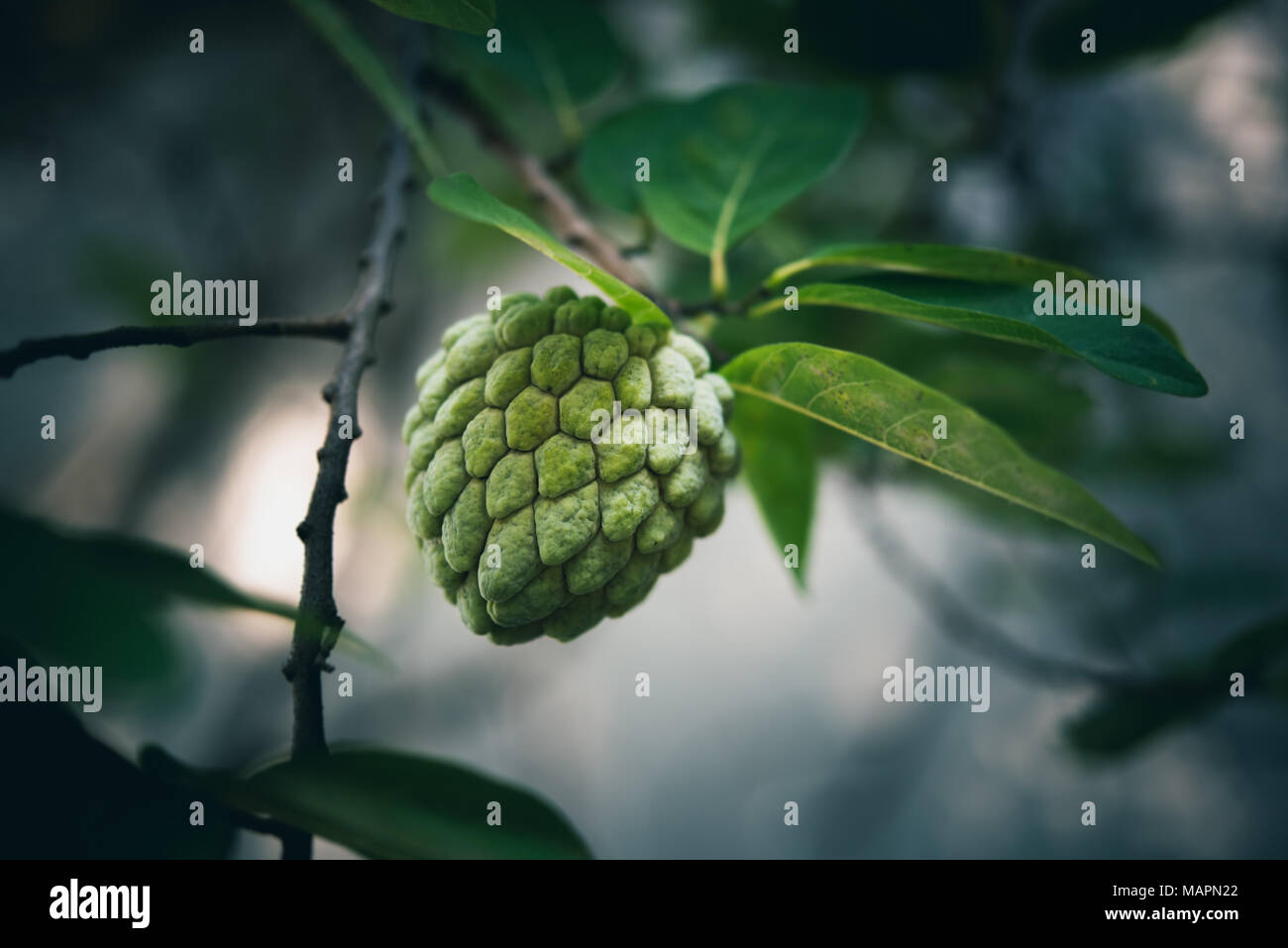 Sugar-apple fruit (Annona squamosa) on a tree branch outdoors. Also known as sweetsop or custard apple. Selective focus Stock Photo