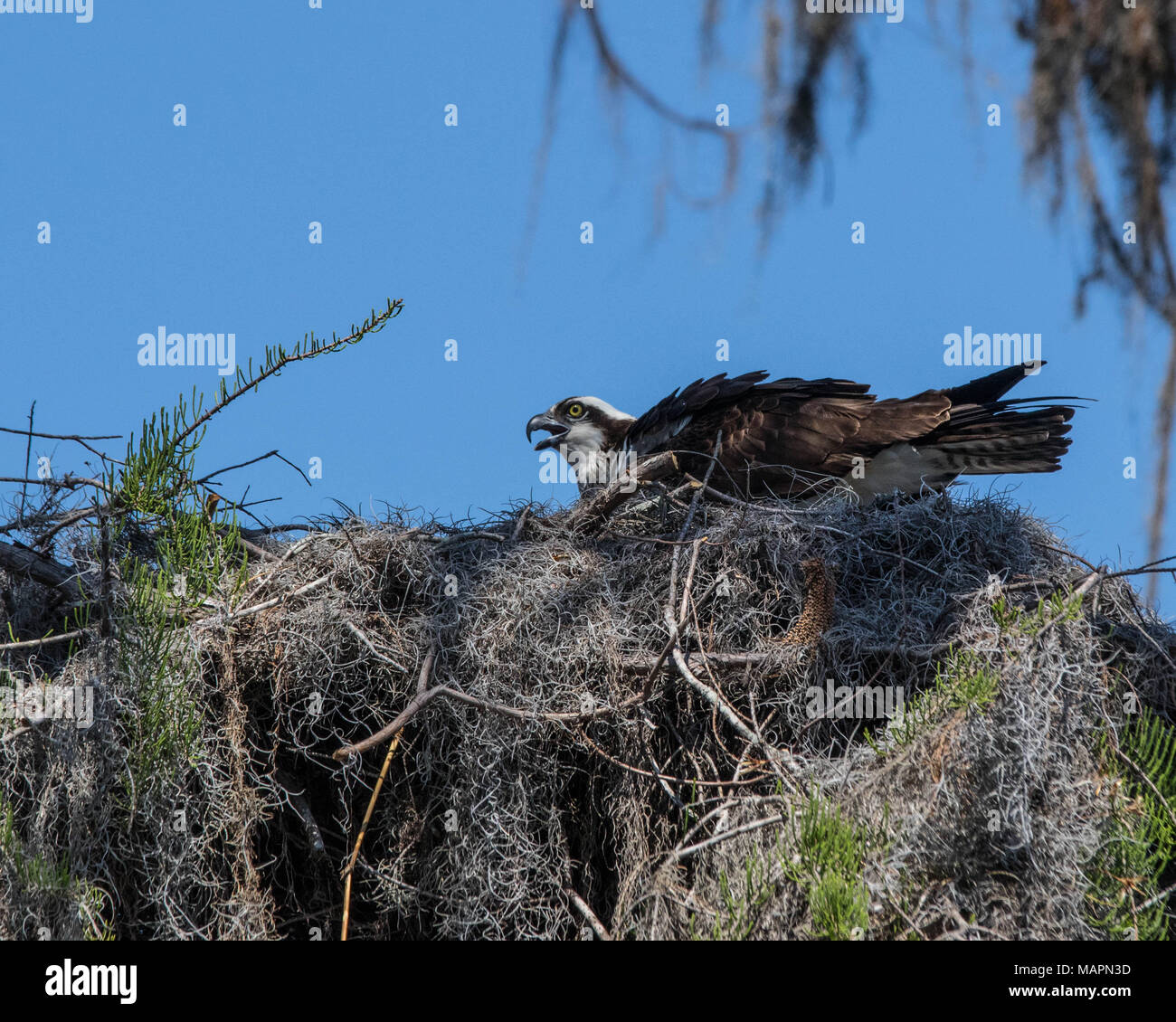 A mother osprey defends her nest and eggs at the top of a bald cypress