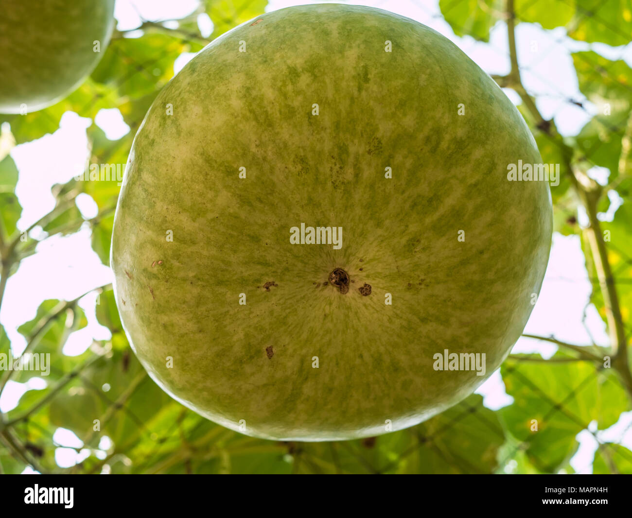 Green gourd hires stock photography and images Alamy