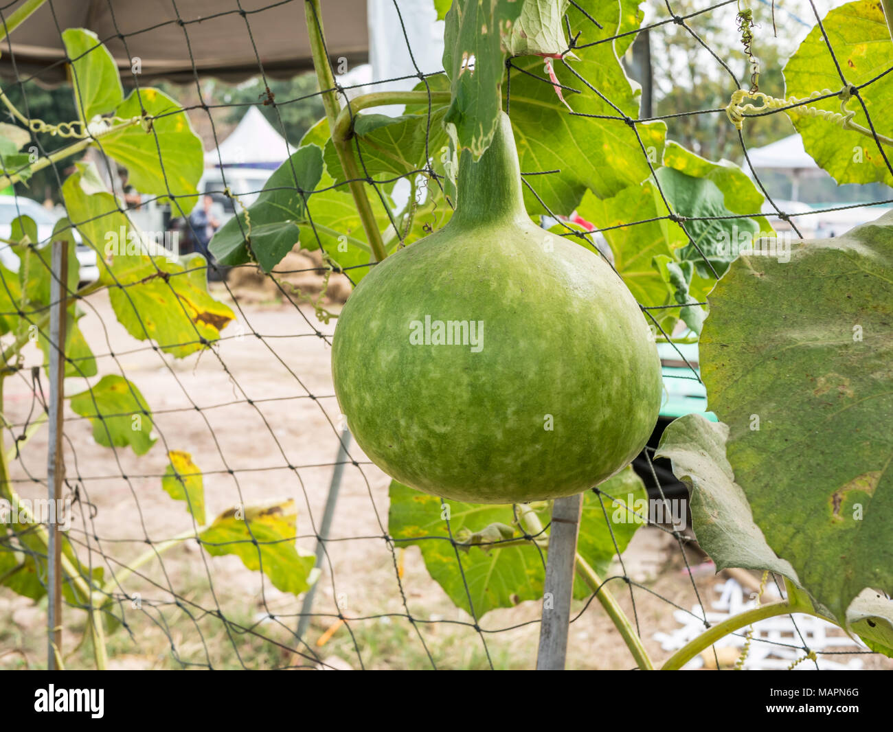 gourd in vegetable garden Stock Photo Alamy