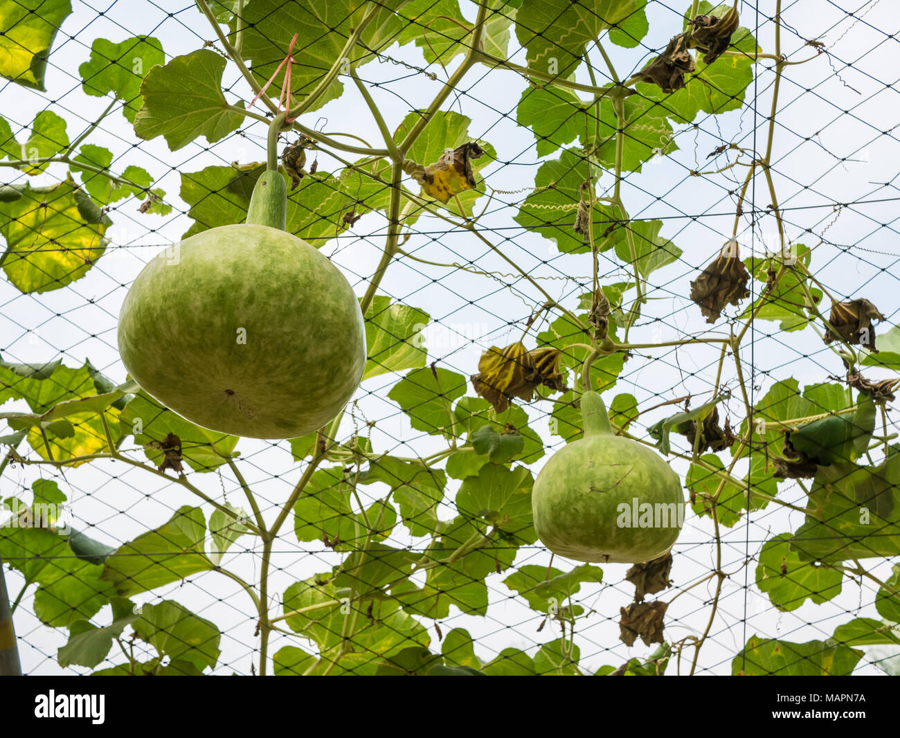 Ash gourd hires stock photography and images Alamy