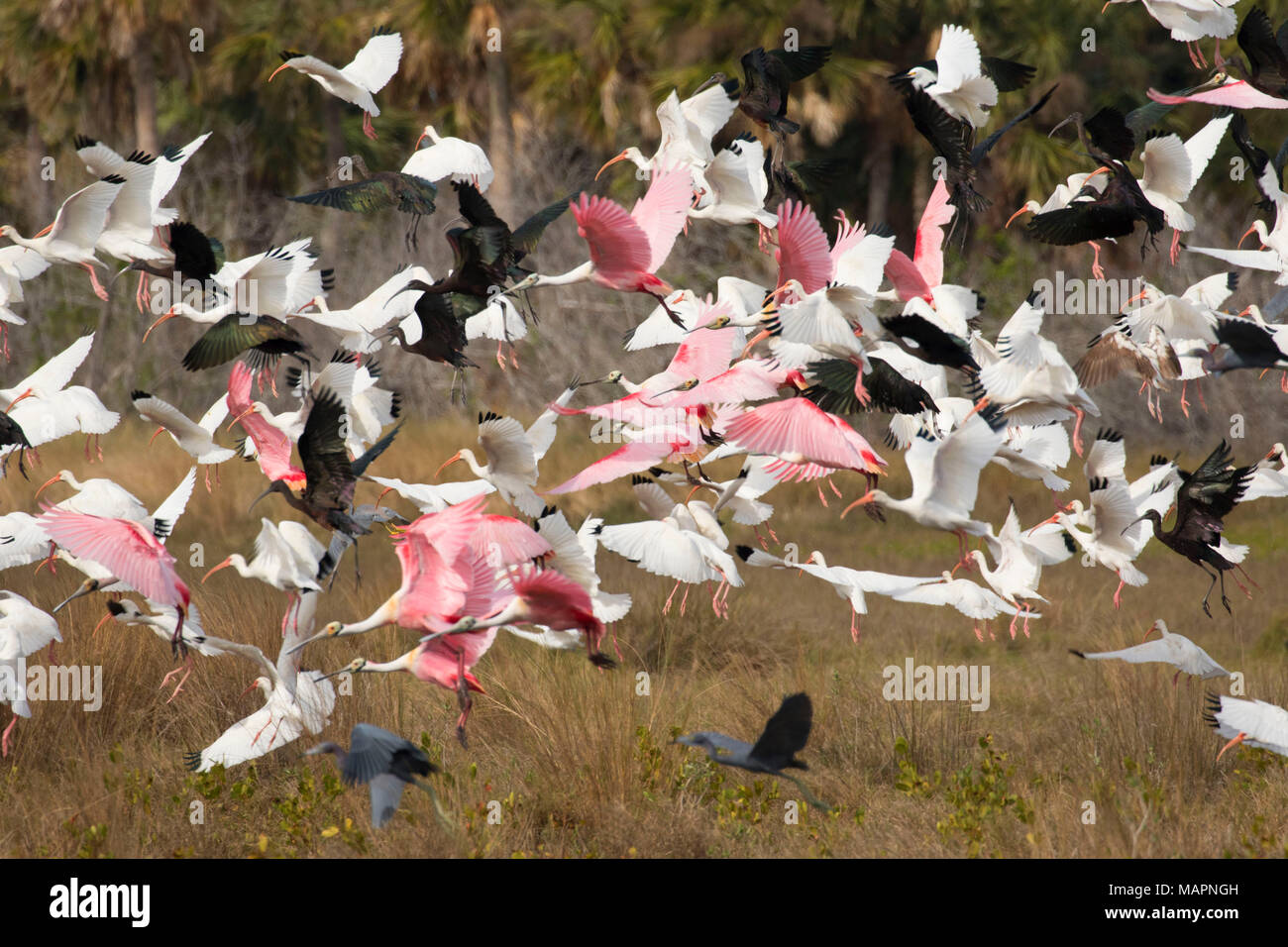 Birds along Black Point Wildlife Drive, Merritt Island National