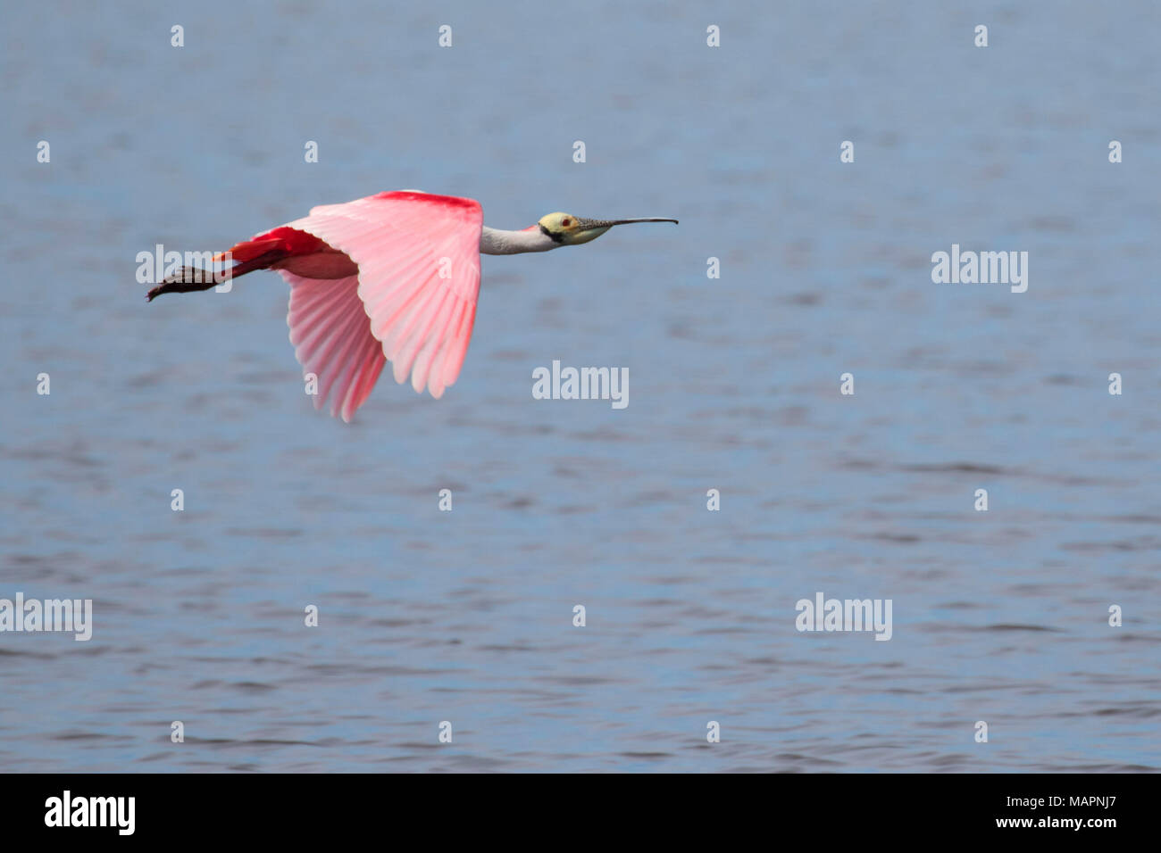 Roseate spoonbill (Platalea ajaja), Merritt Island National Wildlife ...