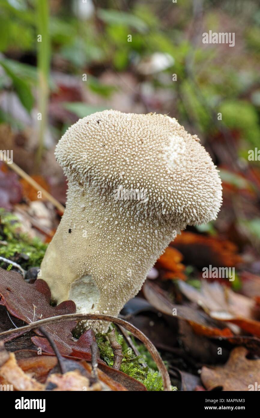 warted puffball mushroom, lycoperdon perlatum Stock Photo