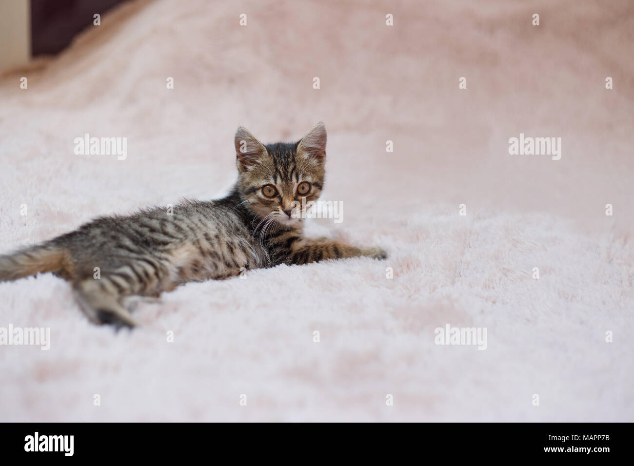 Curious gray kitten. Little cat at home. Small pet Stock Photo