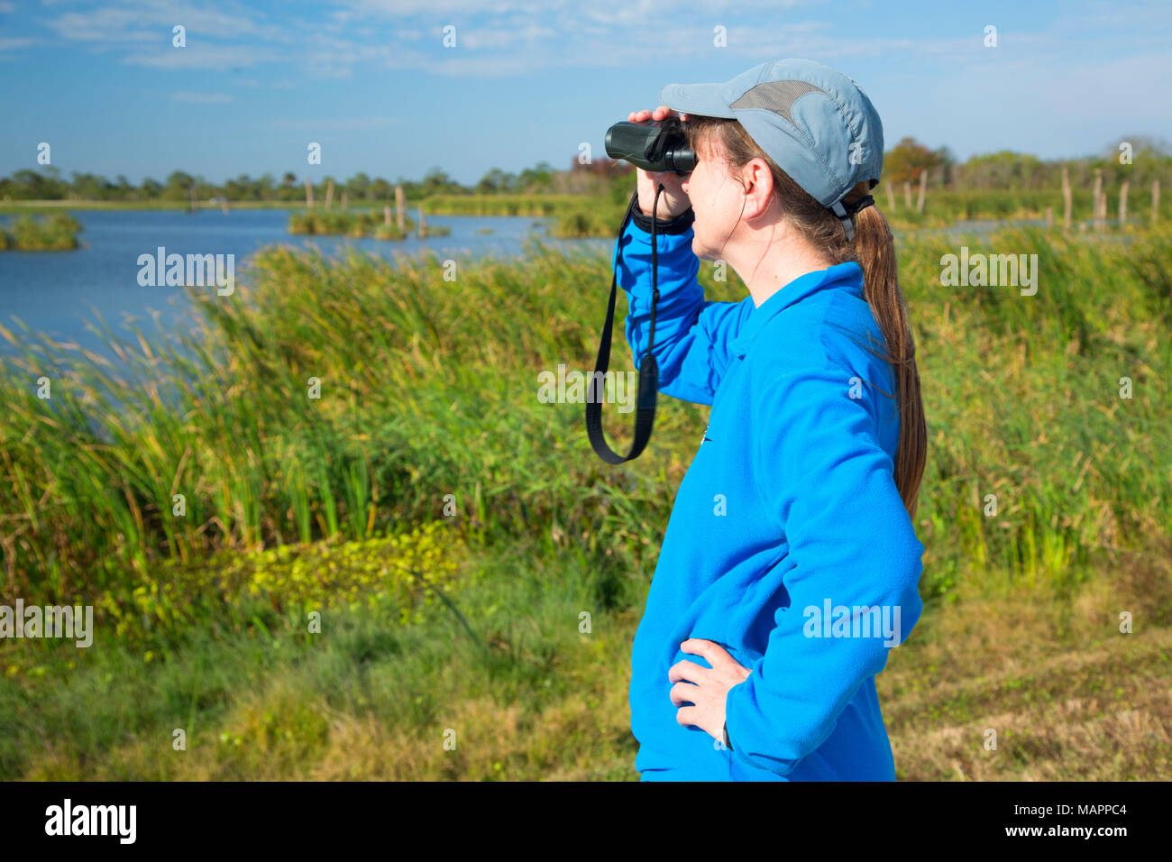 Birding, Ritch Grissom Memorial Wetlands at Viera, Florida Stock Photo