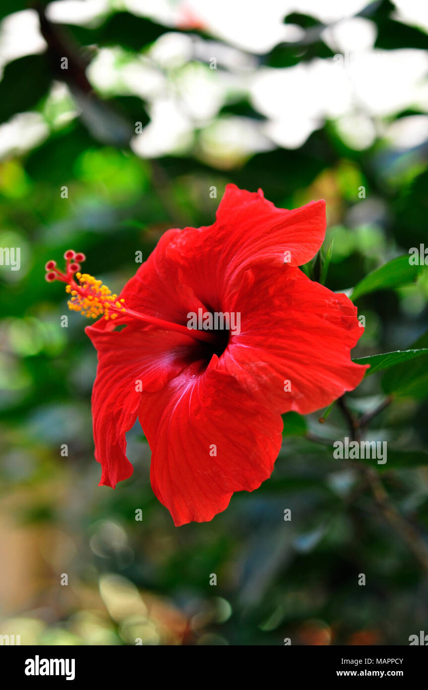 Red Hibiscus Stock Photo
