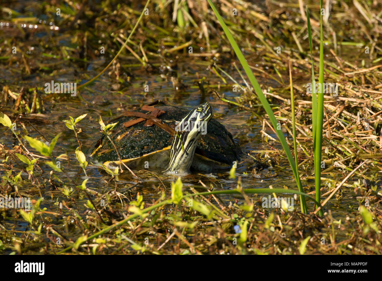 Turtle, Ritch Grissom Memorial Wetlands at Viera, Florida Stock Photo