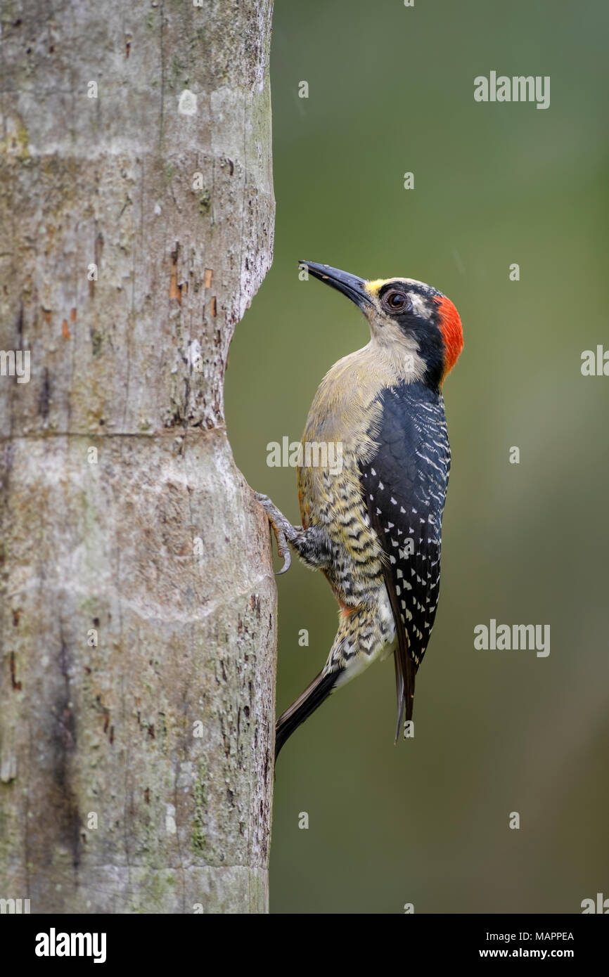 Black-cheeked Woodpecker - Melanerpes pucherani, beautiful colorful red capped woodpecker from Central America, Costa Rica forest. Stock Photo