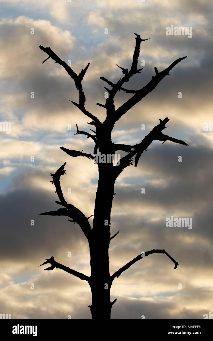 Pine snag silhouette, Helen and Allan Cruickshank Sanctuary, Florida Stock Photo
