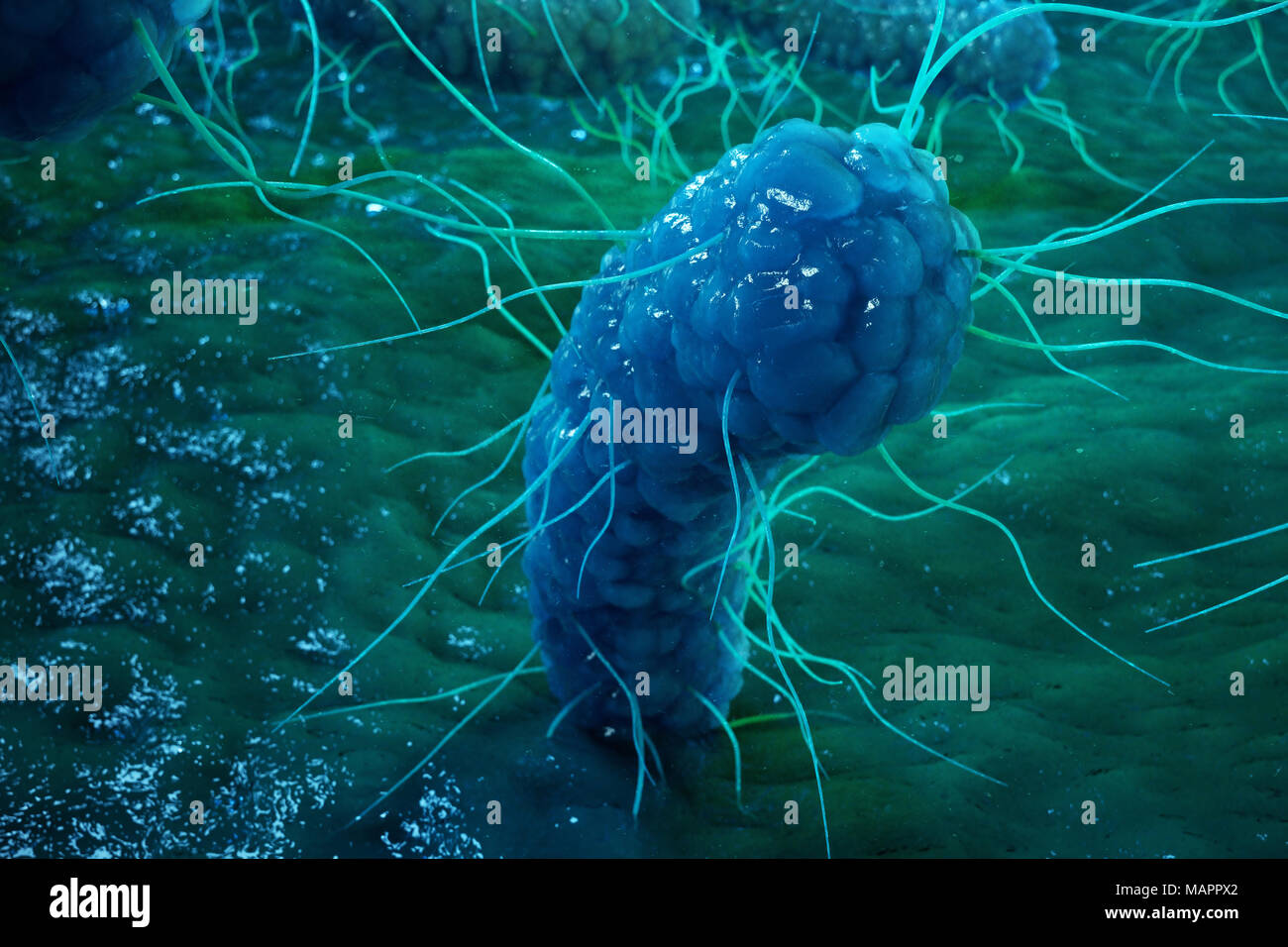 Enterobacterias Gram negativas Proteobacteria, bacteria such as salmonella, escherichia coli, yersinia pestis, klebsiella. 3D illustration Stock Photo