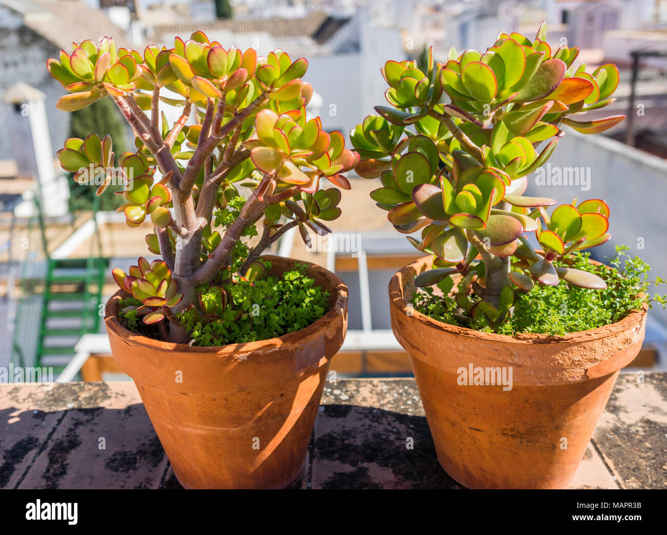 Two jade plants (Crassula ovata) which are succulent plants growing in terracotta pots on a balcony in Spain, the plant is also known as money tree Stock Photo