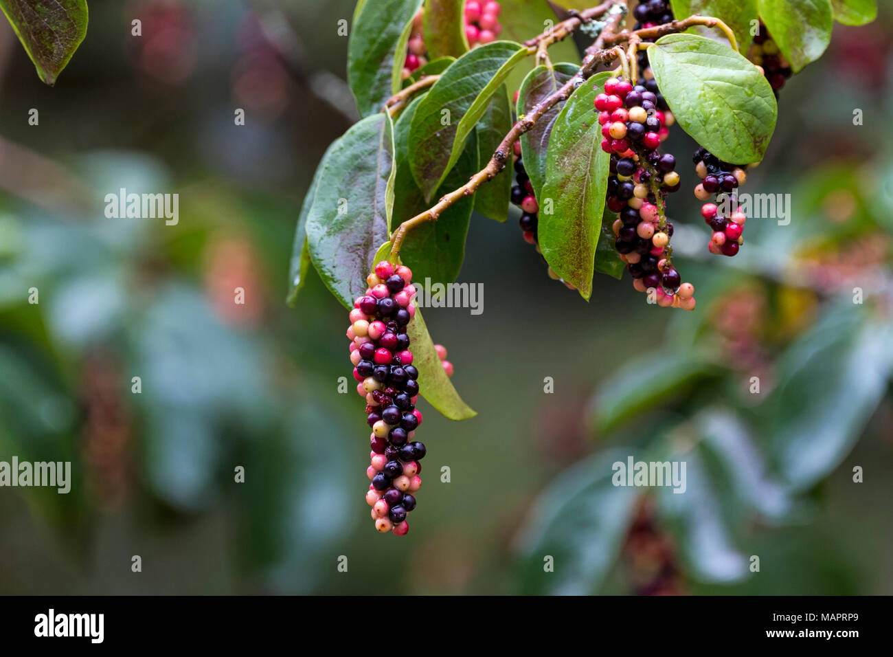 Close up of colorful red black and yellow fruit green leaves and branches of the Tassel Berry tree in garden setting Stock Photo
