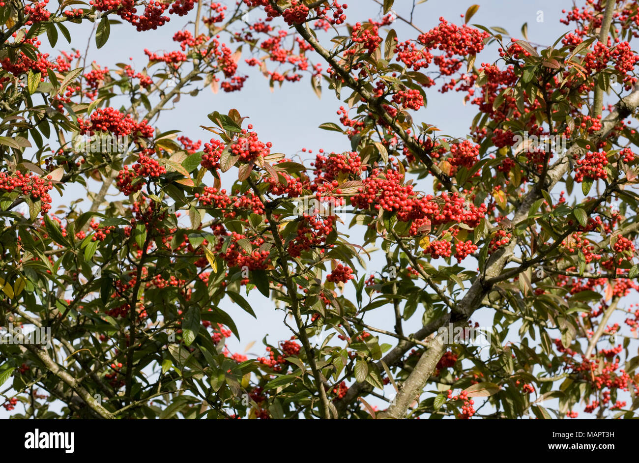 Cotoneaster berries in Winter. Stock Photo