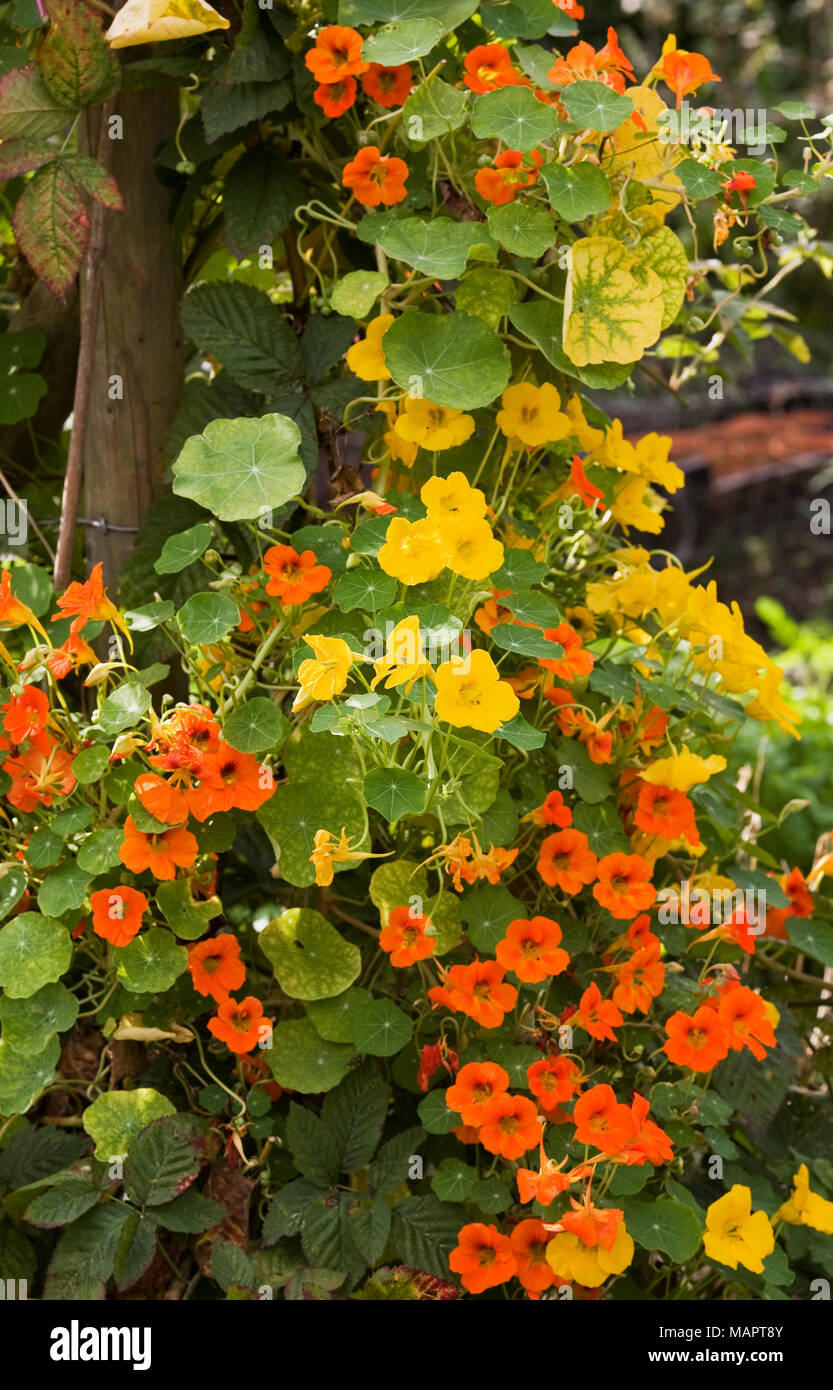 Tropaeolum majus. Nasturtiums climbing up a wooden frame in the garden