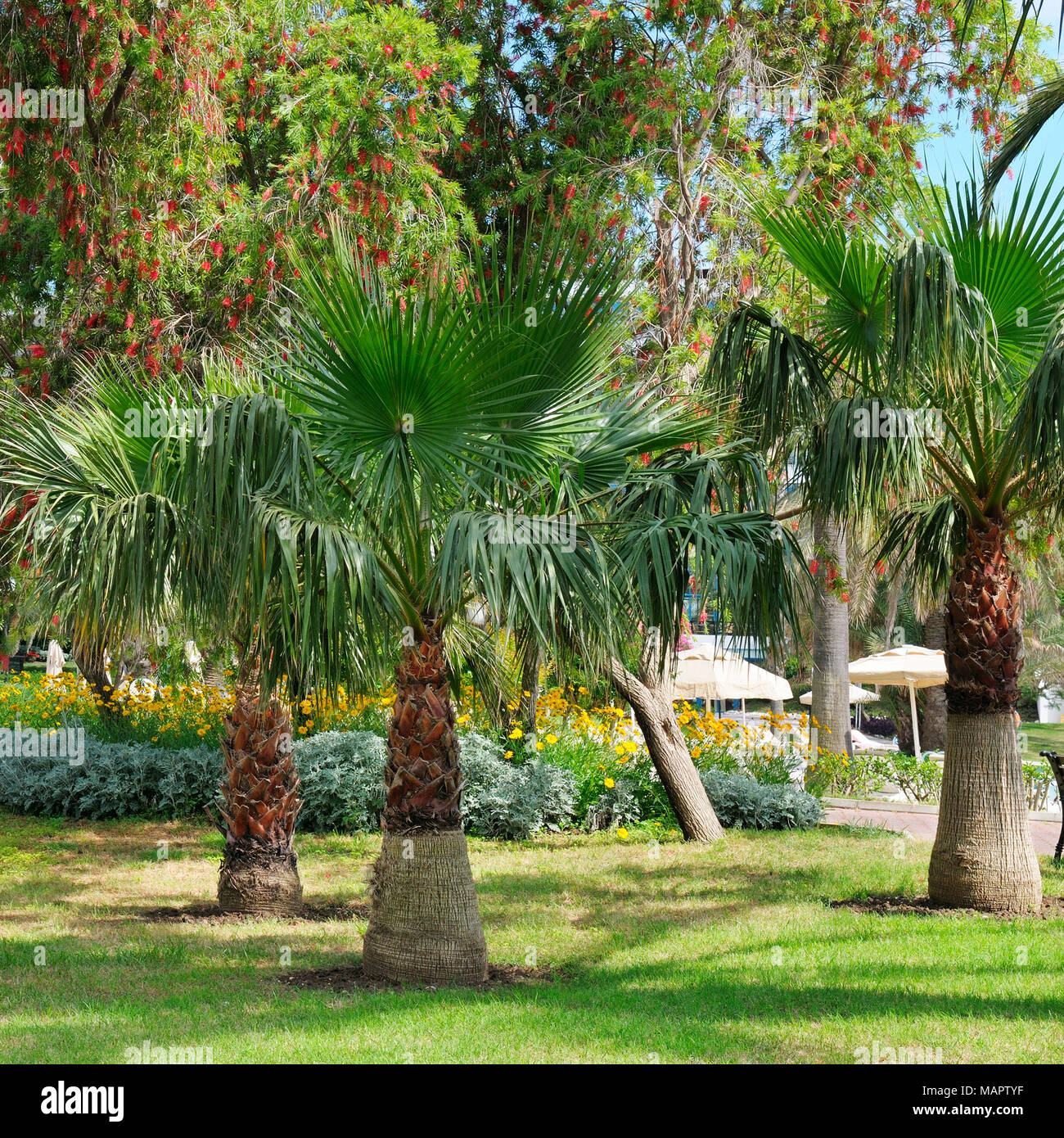 tropical garden with palm trees and lawn Stock Photo - Alamy