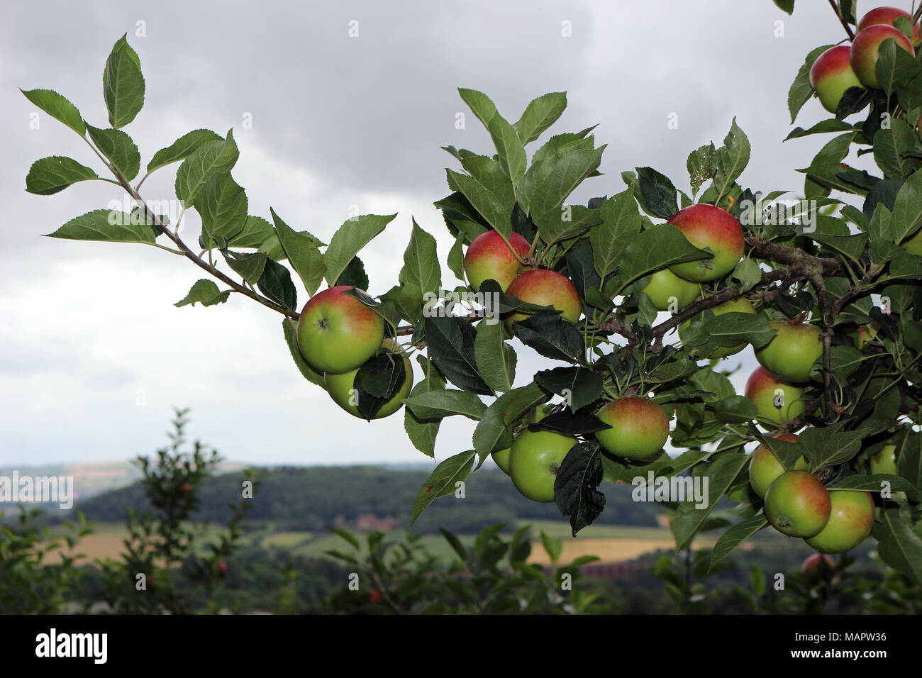 Apples ripening on a tree outside Stock Photo - Alamy
