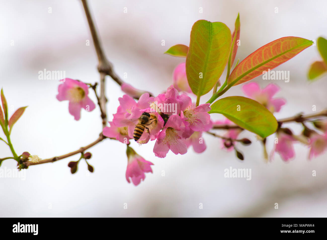 fresh pure naturally pink flowers and bees (pollination) Stock Photo